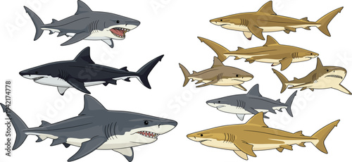 Realistic shark vector collection with great white reef shark sand tiger and other ocean predator species illustration set