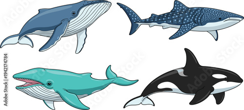 Realistic whale species vector set including humpback whale whale shark blue whale and orca detailed marine wildlife illustration