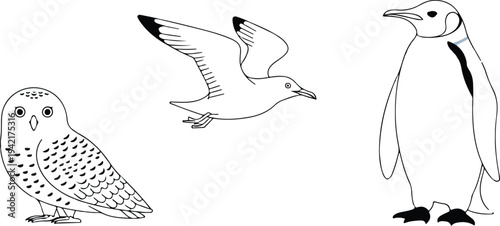 Set of Arctic and Antarctic Birds Including Snowy Owl Seagull and King Penguin Flat Vector Illustration for Wildlife and Nature Education