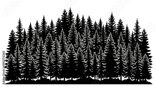 Black and White Vector Silhouette of Pine Forest: Coniferous Tree Woodland Landscape for Wilderness and Outdoor Nature Design