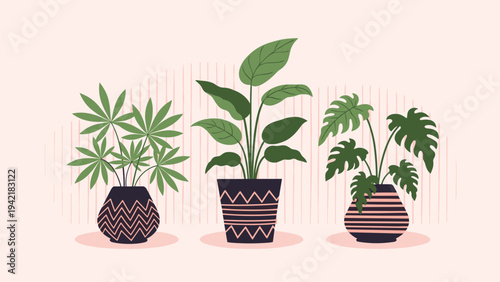 Three different indoor potted plants with green leaves in decorative pots with patterned designs on a soft background setting.