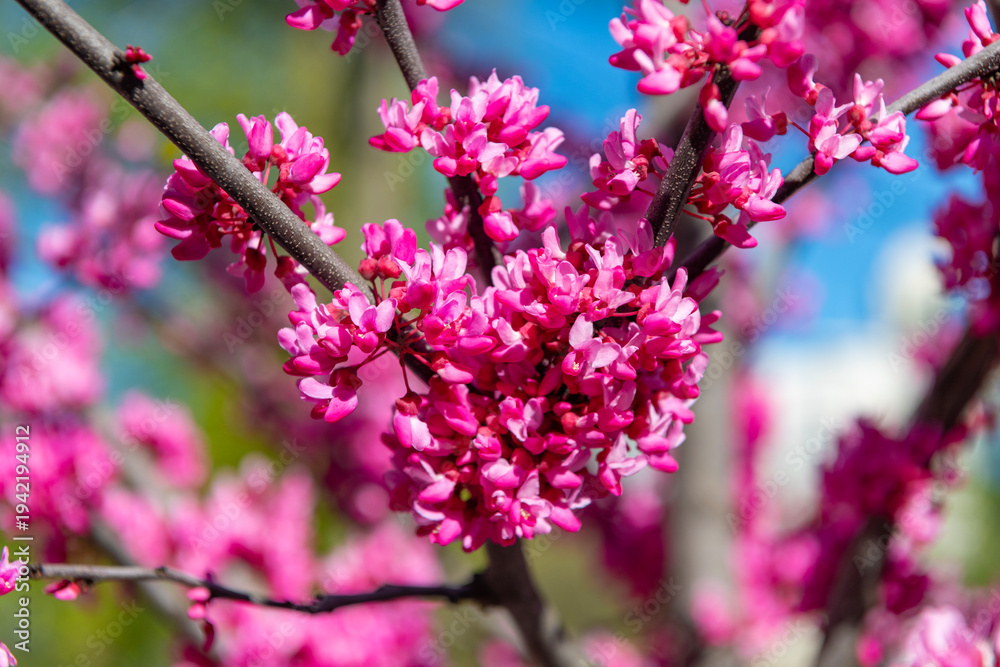 Obraz premium Blooming spring nature. Pink Cercis flower. Spring nature. Cercis tree with blooming flower. Blooming Chinese redbud. Eastern redbud blossom and flower. Cercis redbud spring season