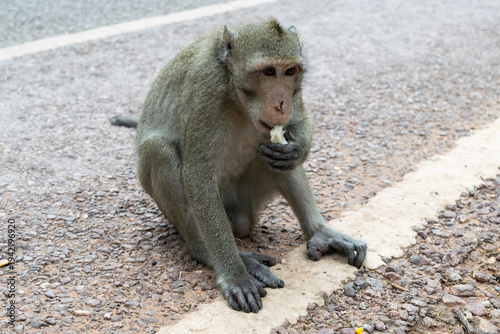 Macaque monkey eating food on road in cambodia
