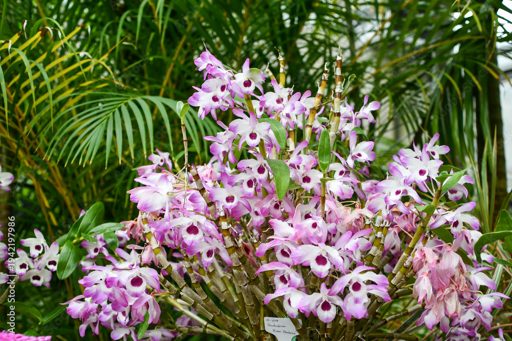 Obraz premium デンドロビウム・ビゼン「アケボノ」 Dendrobium Bizen 'Akebono'