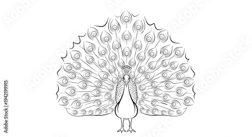 A minimalist line art illustration of a peacock with its vibrant feathers spread out in a circular motion.