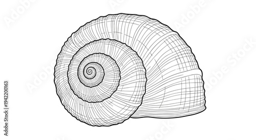 A detailed vector illustration of a snail shell in a minimalist line art style