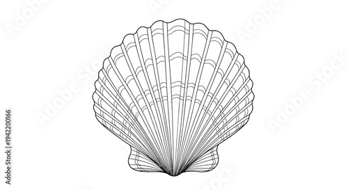 A minimalist line art illustration of a scallop shell in a simple and elegant design style