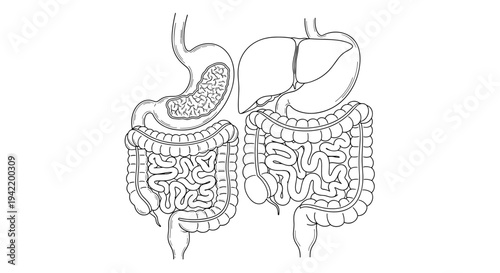 A detailed vector illustration of the human digestive system with intestines and organs
