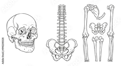 A detailed vector illustration of the human skeletal system including skull, spine, and legs.
