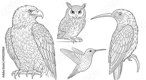 A set of four bird illustrations featuring a hawk, owl, hummingbird, and toucan in a minimalist line art style