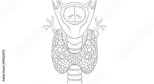 A detailed vector illustration of a human throat and lungs in a medical design style