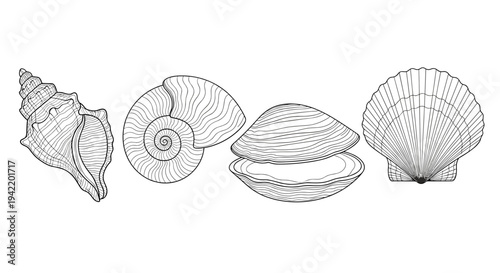 A set of four seashells illustrated in a minimalist line art style on a white background