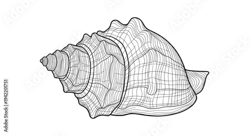 A detailed line art illustration of a seashell in a minimalist style