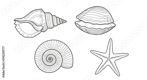 A set of ocean icons including seashells and a starfish in a minimalist line art style