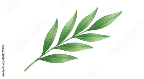 A single green leaf branch with a white background.