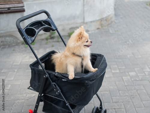 Cute spitz dog in pet stroller outdoors. 
