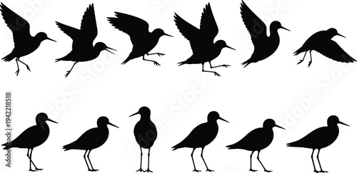 Shorebird silhouettes collection with flying and standing wading birds isolated vector wildlife set for nature design, logo, clipart and decoration