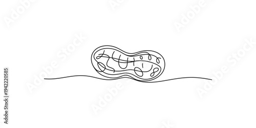 Continuous line drawing of a jellyfish with wavy lines and white background