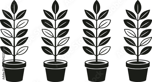 Four potted plants with varying leaf shading stand together in a row