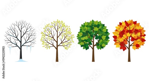 Four Seasons Trees Vector Illustration Winter Spring Summer Autumn Nature Cycle.