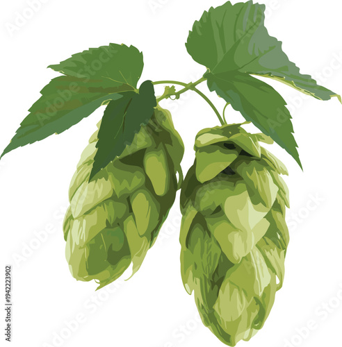 Detailed botanical illustration of green hop cones with layered scales and leaves, Humulus lupulus plant used in brewing industry for beer flavor, aroma, and agriculture concepts