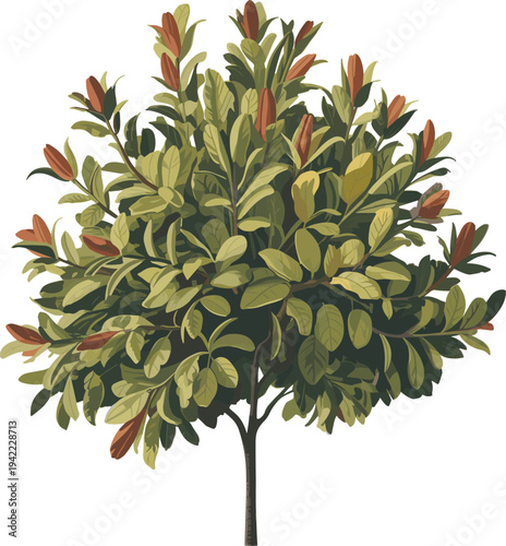 Detailed illustration of lush green tree with dense foliage, reddish-brown new growth tips, single slender trunk, rounded crown, symbolizing nature, growth, 