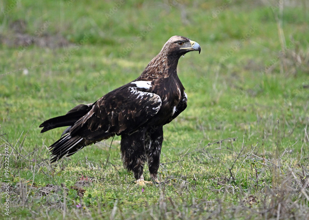 Fototapeta premium a majestic imperial eagle (aquila adalberti) on spain