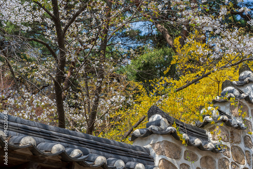 Traditional Korean stone wall with roof tiles and spring flowers in Seoul