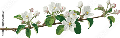 Delicate apple tree branch illustration with white blossoms, pink buds, and green leaves, perfect for botanical studies, floral artwork, nature themes, and educational desig