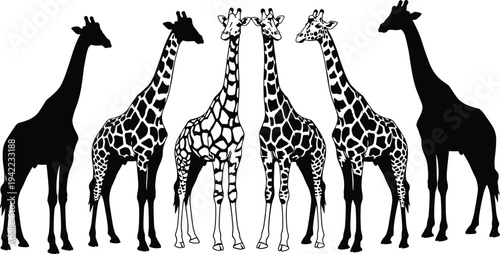 Giraffe silhouette and patterned giraffe vector set, African wildlife animal collection with standing giraffes isolated on white background for nature, safari and wildlife design