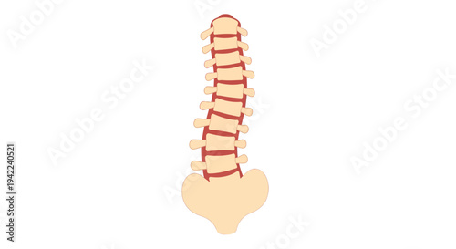Spine Vector Illustration, Healthcare Concept, Anatomy, Medical, Human Body, Flat Design