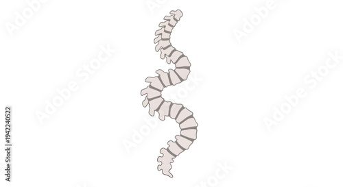 Spine Vector Illustration, Medical Anatomy Graphic, Healthcare Design, Human Body Structure