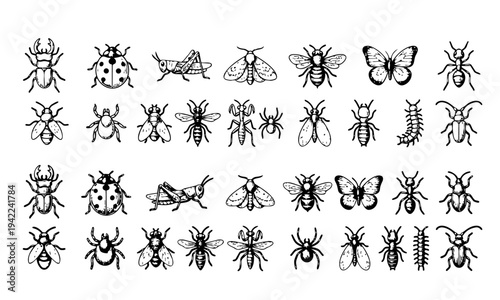 Insect and bug vintage engraving illustration set