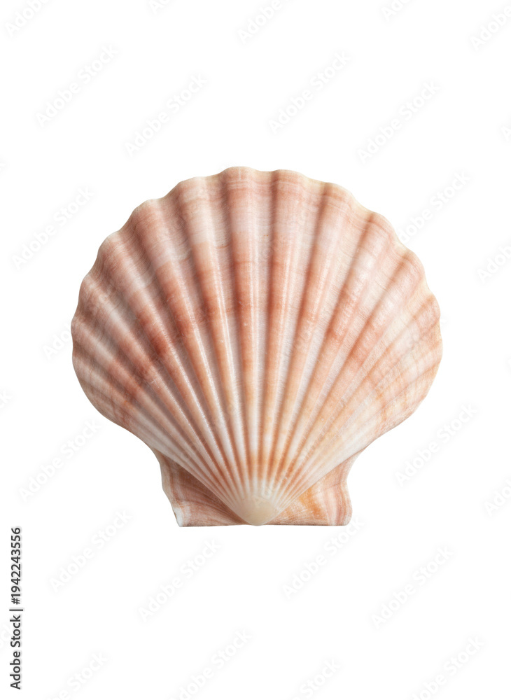 Obraz premium 白い背景にピンクとベージュの縞模様が美しい、自然でリアルなホタテ貝の殻のクローズアップ写真。夏のビーチや海洋生物、自然素材をテーマにしたデザインに最適な、清潔感のあるスタジオショット。