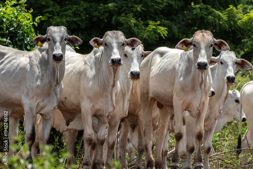 Herd of Nelore cattle grazing in a pasture on the brazilian ranch