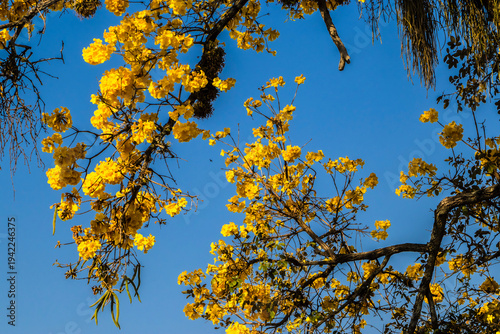 Wallpaper Mural Yellow Ipê (Handroanthus albus) flowering in a square in Brazil Torontodigital.ca