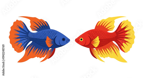 Two Colorful Fighting Fish.