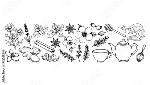 Herbal tea ingredients and teapot set vector engraving style on white isolated background for wellness packaging design