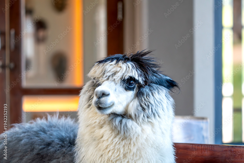 Naklejka premium Detailed close-up portrait of a funny black and white alpaca with a unique hairstyle. Fluffy wool and expressive eyes of the animal in a blurred indoor setting. High quality nature photography.