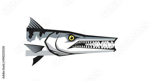Barracuda Fish Illustration.