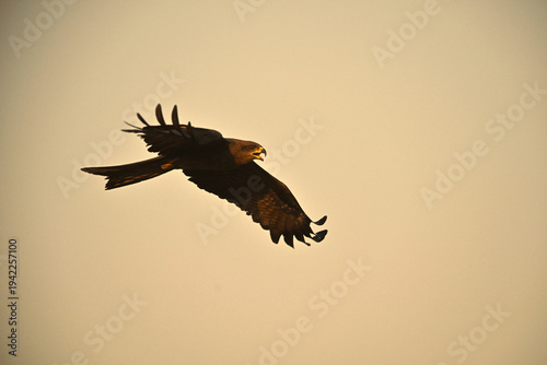 A single black kite is flying beautifully in the sky