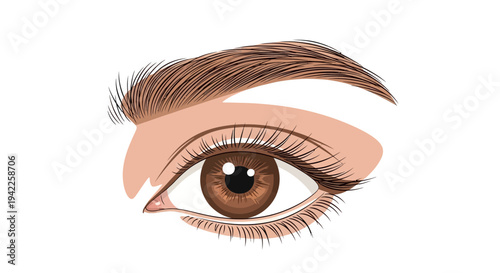 Brown Eye with Eyebrow.