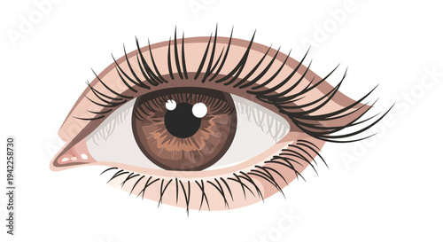 Brown Eye with Lashes.