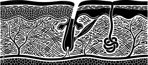 Cross-Section Skin Layers Scientific Diagram Flat Vector Graphic
