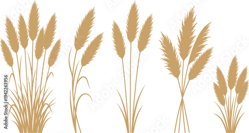 set of pampas grass silhouette design vector art illustration.
