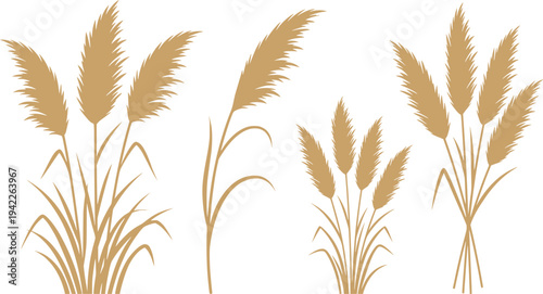 set of pampas grass silhouette design vector art illustration.
