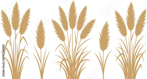 set of pampas grass silhouette design vector art illustration.
