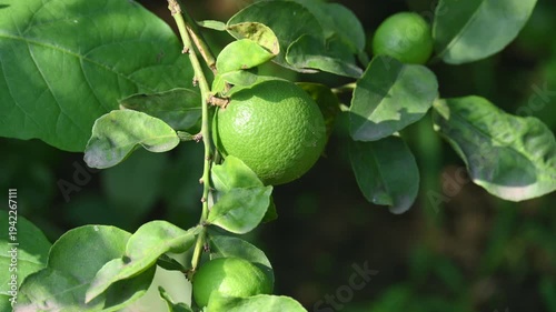 Green Key lime growing on tree branch. Its common name is West Indian lime, Mexican lime, Egyptian lime and Citrus aurantiifolia.
 It is a type of lime. Green lemon.