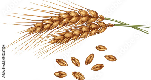 Golden wheat ears and grains illustration with detailed barley spikelets and scattered cereal seeds isolated on white background agriculture harvest concept vector