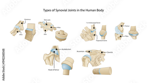 Types of Synovial Joints in the Human Body Medical illustration showing major types of synovial joints and their anatomical structure and movements in the human body.